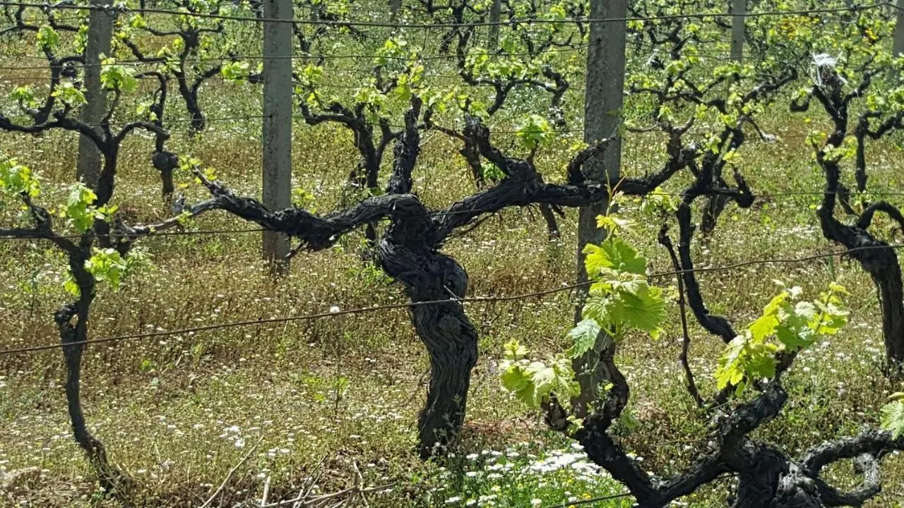 Villa Sogno Sulcitano Masainas Italia